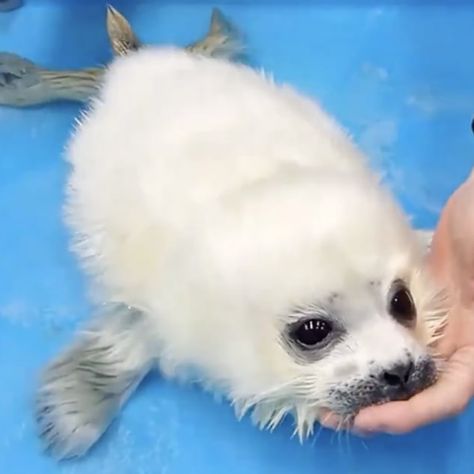 @Osaka_Kaiyukan Baby Seal, Tag Someone Who, Tag Someone, Seals, So Cute, First Time