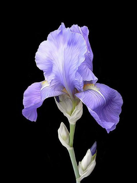 Iris Painting, Iris Garden, The Secret Garden, Purple Iris, Iris Flowers, Flower Art Painting, Exotic Flowers, Flowers Nature, Flower Photos