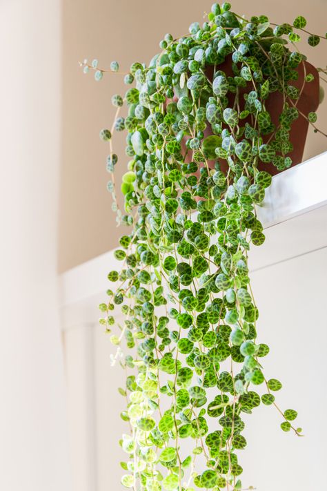 String Of Turtles, Oxalis Triangularis, String Of Pearls Plant, Peperomia Plant, Low Light Indoor Plants, Hanging Plants Indoor, Pink Plant, Trailing Plants, Terraria