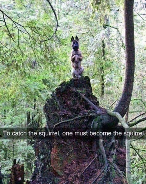 Funny Animal Quotes, Animal Jokes, Cute Animal Memes, Funny Dog Memes, Snapchat Funny, Funny Animal Jokes, Memes Humor, Humor Memes, Funny Animal Memes