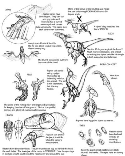 How to draw dinosaurs Raptor Art Reference, Raptor Pose Reference, Raptor Drawing Reference, Dinosaur Anatomy Drawing, Dinosaur Reference Drawing, Raptor Dinosaur Drawing, Raptor Anatomy, Raptor Reference, Raptor Sketch