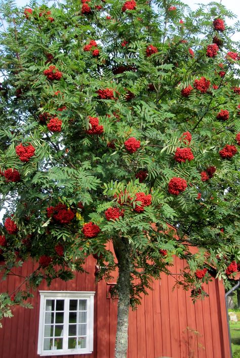 Sorbus aucuparia - European Mountain Ash Zone: 3; 15-30' Height, 15-20' Spread. *Summer berries & fall color* Nandina Plant, Sorbus Aucuparia, Red Houses, Privacy Plants, Rowan Tree, Street Trees, Mountain Ash, Desert Garden, Summer Berries