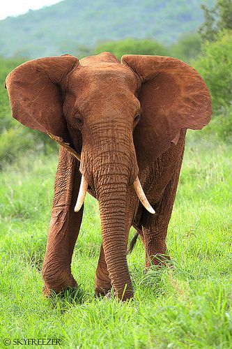 red elephant | by Markus T. Berger ⇒ www.mtberger-photography.com Red Elephant, Elephants Never Forget, Elephant Walk, Save The Elephants, Rhinos, Elephant Love, Elephant Lover, African Elephant, An Elephant