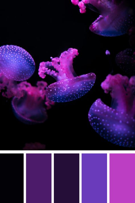 Dark Purple Color Palette: Luminescent jellyfish float gracefully against a dark backdrop, their translucent bodies glowing with shades of purple and pink. This dark purple color palette captures the ethereal beauty of marine life in a captivating and vibrant display. Ursula Color Palette, Black Purple Color Palette, Luminescent Jellyfish, Dark Purple Color Scheme, Dark Purple Color Palette, Color Scheme Generator, Purple Color Palette, Dark Purple Color, Purple Color Schemes