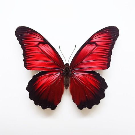 Photo Of Butterfly, Red Butterfly Painting, Red Black Butterfly, Red And Black Butterfly, Photo Butterfly, Butterfly Colors, Red Animals, Unique Butterfly Tattoos, Butterfly Beautiful