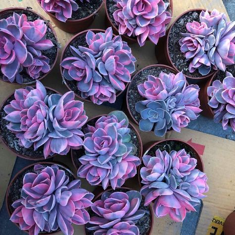 🌈SOLD OUT #heaven #succulents #cluster #flowers #purplelove #motherlode #garden #succulentaddict #rareplants #rainbow #echeveria Nursery…