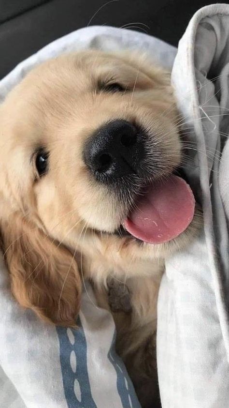 Cute Dogs Images, Very Cute Puppies, Really Cute Puppies, Super Cute Puppies, Cute Animals Puppies, Very Cute Dogs, Really Cute Dogs, Cute Dog Pictures