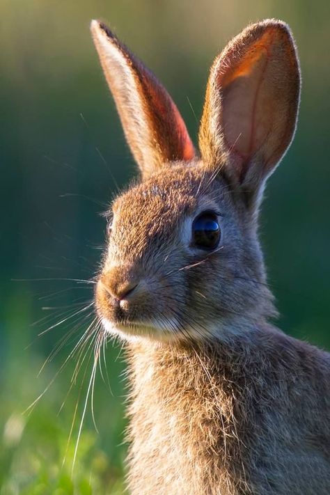 Regard Animal, Rabbit Pictures, Rabbit Photos, 얼굴 드로잉, Have Inspiration, Arte Inspo, Woodland Creatures, Animal Photo, Nature Animals