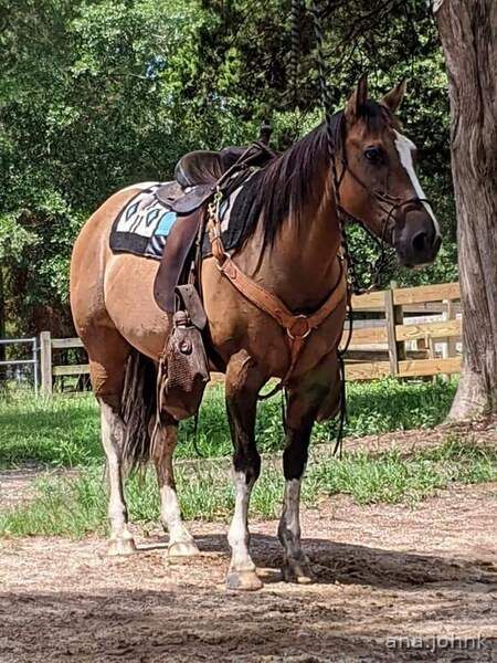 Dunskin Quarter Horse, Quarter Horses For Sale, Miniature Horse Tack, Kiger Mustang, Highland Pony, Owning A Horse, Irish Sport Horse, Horse For Sale, Welsh Pony