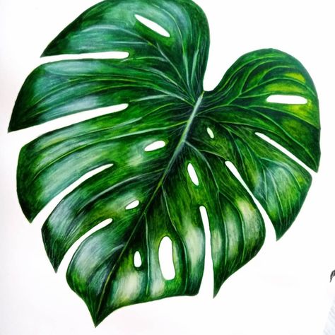 All artists create their works differently. There are many forms of Monster leaves on the Internet, such as simple single-stroke watercolour paintings, which I really like!  botanical painting ★ botanical painting ★ watercolour ★ watercolor art ★ watercolor art ideas ★watercolor artists ★ watercolor arts ★ watercolor paintings ★ watercolor paintings ideas ★ watercolor paintings landscape ★ watercolor art Paint Monstera Leaf, Leaf Drawing, Plant Painting, Monstera Plant, Plant Drawing, Watercolor Artists, Botanical Painting, Painted Leaves, Plant Art