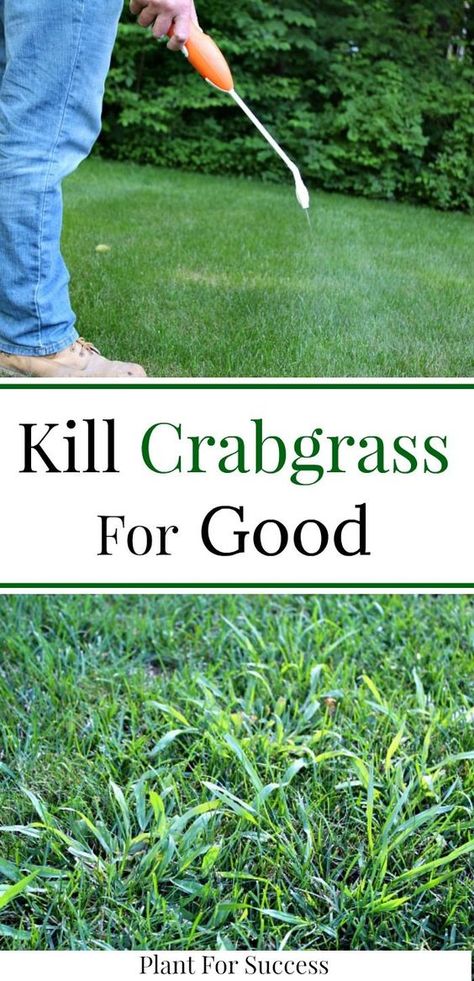 Remove Weeds From Lawn, Crabgrass Removal Lawn Care, How To Kill Crabgrass In Lawn, How To Get Rid Of Crab Grass In Lawn, Crabgrass Removal, Kill Grass, Lawn Care Schedule, Lawn Weeds, Lawn Repair