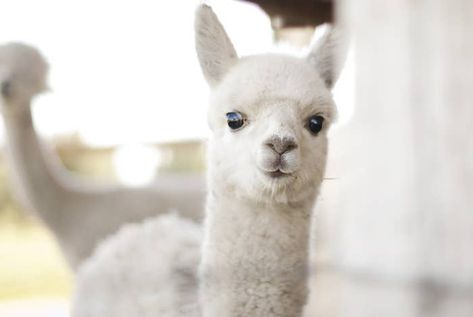 Baby Alpaca Baby Wombat, Baby Platypus, White Alpaca, Baby Guinea Pigs, Baby Llama, Baby Raccoon, Baby Sea Turtle, Baby Koala, List Of Animals