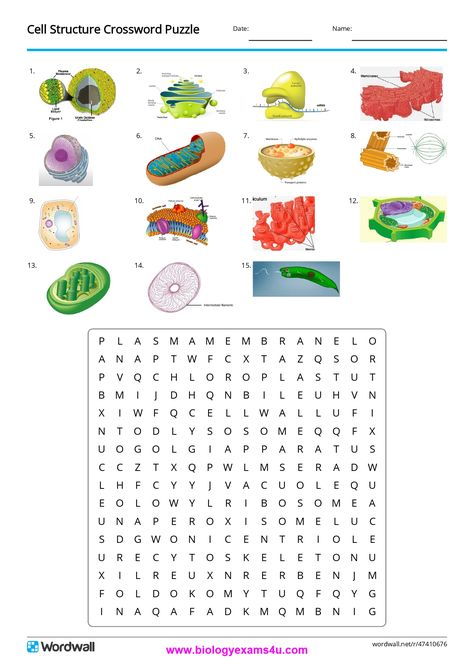 Teaching Biology Activities, Plant Cell Project, Biology Videos, Biology Games, Notes Biology, Biology Jokes, Biology College, Biology Activity, Science Cells