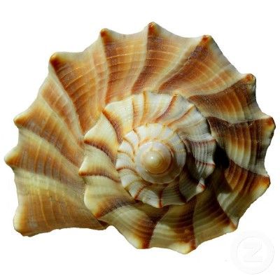 Perfection is natural – sometimes symmetrical, sometimes beautiful. But always there – look inside yourself and see! Nature, Sanibel Island, Spirals In Nature, Seashells Photography, Photo Sculpture, Ocean Style, Spiral Shell, Fibonacci Spiral, She Sells Seashells