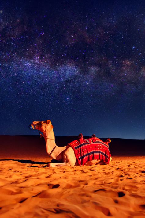 Jaisalmer Desert, Camel Painting, Arabian Nights Aesthetic, Camel Animal, Dubai Travel Guide, Camels Art, Desert Aesthetic, Desert Dunes, Arab Culture