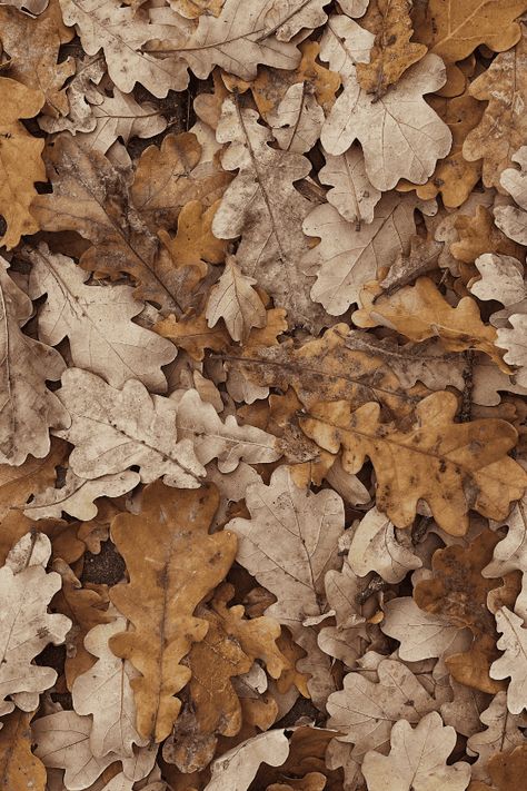 50 Gorgeous Neutral Fall Aesthetic Pictures » Lady Decluttered Fall Beige Aesthetic, Tan Fall Aesthetic, Light Brown Fall Aesthetic, Aesthetic Brown Pictures, Beige Nature Aesthetic, Tan Color Aesthetic, Brown Aesthetics, Brown Pictures, Cute Brown Pictures