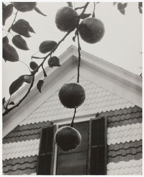 The Alfred Stieglitz Collection |Alfred Stieglitz, "Gable and Apples," 1922. Taken at the Stieglitz family property in Lake George, New York. Edward Steichen, Classic Art Prints, Flatiron Building, Alfred Stieglitz, Gelatin Silver Print, New York Art, Lake George, Art Institute Of Chicago, Museum Of Modern Art