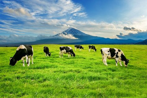 Cows eating lush grass on the green fiel... | Free Photo #Freepik #freephoto #nature #mountain #animal #farm Cows Background, Cow Eating, World Milk Day, Cow Background, Farm Background, Mountain Animals, Exam Planner, Cows Farm, Fuji Mountain