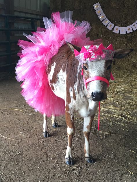 Manaus Am, Baby Cow, Cow, Pink, On Instagram, Manaus