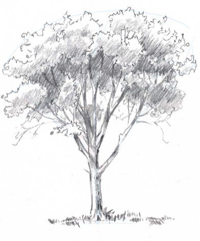 Adjust the values of the shadows as necessary. Here I thought the branches seemed too dark against the foliage so I darkened the shadow areas. How To Draw Trees, Oak Tree Drawings, Trees Drawing Tutorial, Draw Trees, Tree Drawing Simple, Pencil Trees, Tree Drawings Pencil, Illustration Simple, Simple Tree