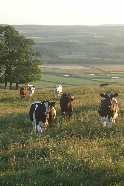 Home / X Cow Pasture, Future Farms, Farm Lifestyle, Small Town Life, Farm Cow, Cattle Farming, Sample Box, Country Lifestyle, Farms Living