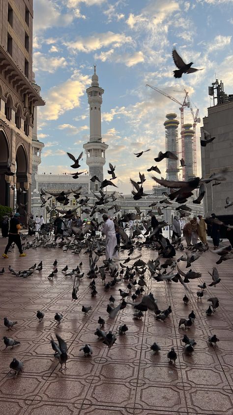 Mecca, Birds