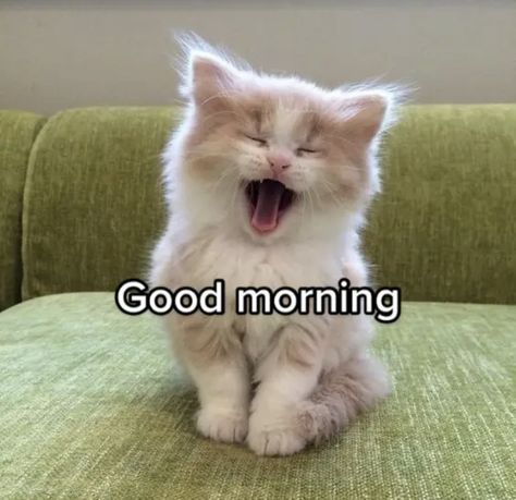 Why Are You So Cute Reaction Pic, Silly Cats Good Morning, Gm Cat Pics, Cat Good Morning Funny, Good Morning Mood Pics, Have A Nice Day Reaction Pic, Good Morning Cats So Cute, Cat Saying Good Morning, Good Morning Reaction Pic