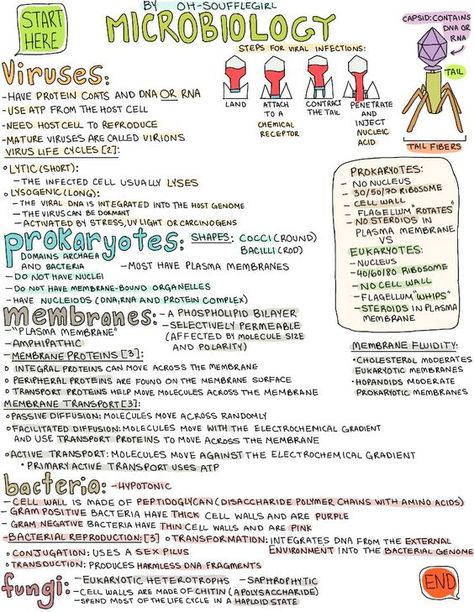 microbiology! Thanks Janie, you're the best :) This poster is going to be a life saver. I can see this now.: Microbiology Nursing Notes, How To Study For Microbiology, Medical Microbiology Notes, Micro Biology Notes, Microbiology Study Cheat Sheets, Virology Microbiology, Basic Microbiology, Microbiology Poster, Micro Biology