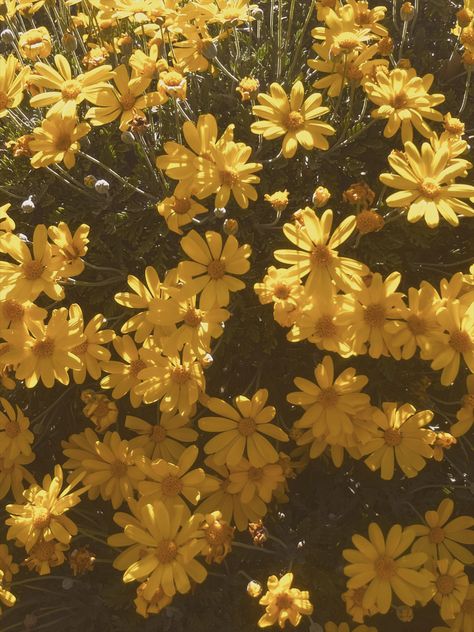 Daisies Photography, Yellow Aesthetic Pastel, Flowers Daisy, Daisy Wallpaper, Flowers Photography Wallpaper, Yellow Daisies, Background Aesthetic, Yellow Wallpaper, Phone Background