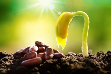 The ABC of Sowing Seeds for Successful Seed Growth Seed Growth, Cilantro Corn, Garlic Seeds, Sowing Seeds, Root Structure, Starting Seeds Indoors, Seed Packaging, Seed Germination, Starting A Garden