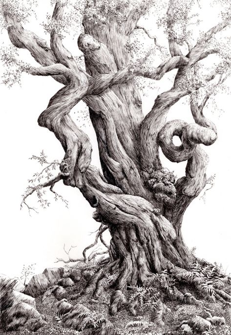 Oak Tree Drawings, Graphic Drawings, Ancient Trees, Tree Drawings Pencil, Pen And Wash, Tree Sketches, Tree Artwork, Artist Sketches, Pottery Inspiration