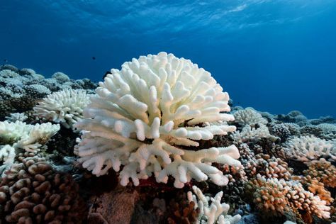 Coral Underwater, Coral Bleaching, White Coral, Activewear Sets, French Polynesia, Coral Reef, Soft Blankets, Wood Print, Jewelry Sales