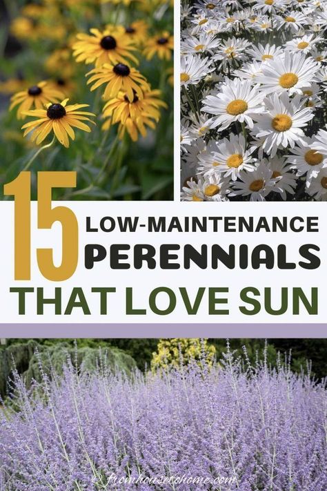 Full Sun Perennials: 10 Low Maintenance Plants That Thrive In The Sun | These low maintenance perennials all have pretty flowers and will brighten up your full sun garden border. Even better...they don't require a lot of work to make your landscaping look beautiful. #fromhousetohome #perennials #gardeningtips #gardenideas  #lowmaintenancegarden #sunperennials Flower Beds Along Walkway, South Texas Flower Beds, Full Sun Flower Bed Ideas Design, Decorating Backyard, Low Maintenance Perennials, Perennials Low Maintenance, Flower Bushes, Full Sun Garden, Full Sun Perennials