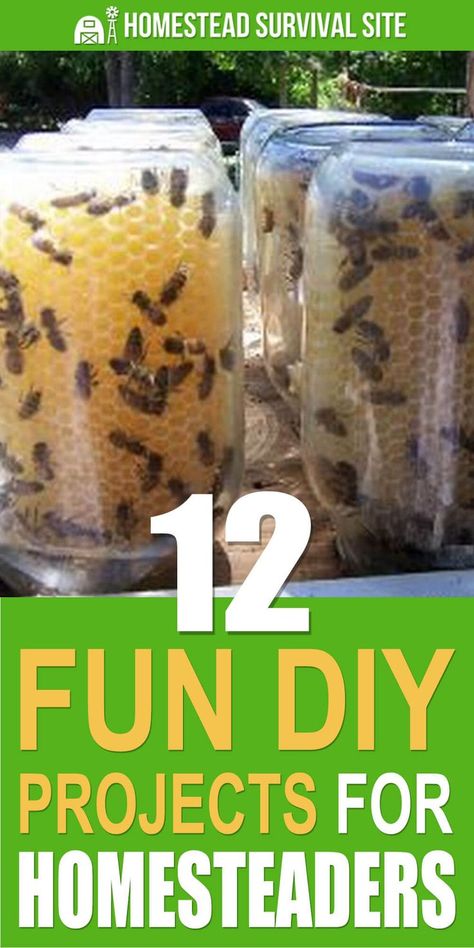 Backyard Beehive, Homesteading Diy, Homestead Farm, Homesteading Skills, Homestead Living, Food Production, Lose 15 Pounds, Urban Homesteading, Backyard Farming