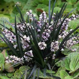 Ophiopogon planiscapus Niger - A2 Ophiopogon Planiscapus, Ophiopogon Japonicus, Black Mondo Grass, Black Grass, Goth Garden, Gothic Garden, Most Beautiful Gardens, Ornamental Grasses, Shade Garden