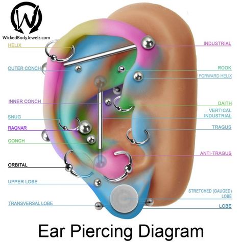 Orbital piercing can be a perfect adornment on your ears when done perfectly. 50 Orbital Piercing Ideas, Procedure, Healing, Pain, Cost, Care. Wolverines Animal, Piercing Diagram, Ear Piercing Diagram, Migraine Piercing, Ušný Piercing, Piercing Facial, Nikko Hurtado, Piercing Face, Taurus Horoscope