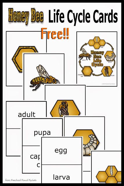 {FREE} Honey Bee Life Cycle Cards! | Preschool Powol Packets Science Crafts For Kids, Honey Bee Life Cycle, Bee Life Cycle, Insects Preschool, Bugs Preschool, Bee Activities, Insect Activities, Life Cycles Activities, Insects Theme