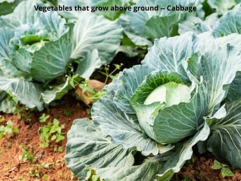 19 Vegetables that Grow Above Ground [with pics] - Learn Along with Me Growing Cabbage, Herbs For Chickens, Southern Fried Cabbage, Boiled Cabbage, Cabbage Plant, Cabbage Seeds, Fermented Cabbage, Pak Choi, Fried Cabbage