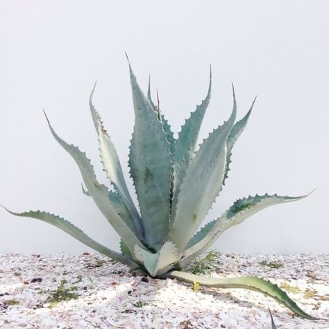 a l i c e m c r a e _ Kaktus Dan Sukulen, Cactus Planta, Plants Are Friends, Theme Nature, Deco Nature, Agave Plant, Pastel Decor, Agaves, Desert Plants