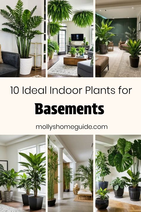 Discover the best indoor plants for basements, low-light areas, or windowless spaces to bring vitality and freshness into your home. Whether you're looking for the best plants for basement locations or houseplants that thrive in dark rooms, there are various options to choose from. Consider low-light houseplants like the parlor palm that can add a touch of greenery to even the darkest corners. Elevate your space with indoor plants perfect for bathrooms with no windows or any subterranean setting Good Low Light Indoor Plants, Plants That Like Dark Rooms, Corner Plant Ideas Living Rooms, Indoor Plants For Dark Rooms, Best Plants For Basement, Plants For Rooms With No Windows, Plants In Dark Rooms, How To Bring Light Into A Dark Room, Plant Groupings Indoor