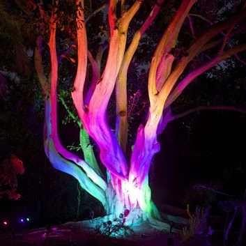 Led Colors, Green Laser, Garden Art Projects, Garden Features, Garden Art Diy, Laser Lights, Tree Lighting, Holiday Lights, Landscape Lighting