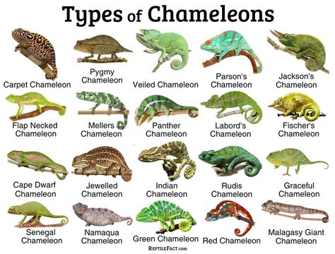 Chameleon Safe Plants, Chameleon Set Up, What Do You Need For A Chameleon, Chameleon Habitat Ideas, Camilion Pets, Chameleon Care Tips, Chameleon Aesthetic, Chameleon Species, Pygmy Chameleon