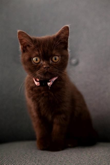 Chocolate Kitty!  #cats #kittens #pets #animals Söt Katt, Brown Cat, Cute Cats And Kittens, Cute Kittens, Sweet Animals, Pretty Cats, Crazy Cat Lady, Beautiful Cats, Crazy Cats