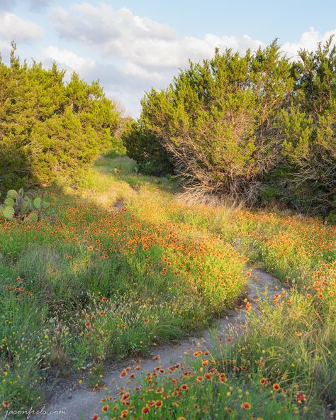 Texas Hill Country Photography, Texas Landscape Photography, Hill Country Aesthetic, Texas Hill Country Aesthetic, Texas Country Aesthetic, Boris Core, Austin Texas Aesthetic, Texas Wild Flowers, Texas Hill Country Landscape