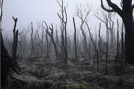 'there was something so beautiful about the ashen trees' Burned Forest Art, Burnt Forest Art, Burnt Down Forest, Burned Down Forest, Burnt Aesthetic, Burned Forest, Burnt Forest, Burning Forest, Dead Forest