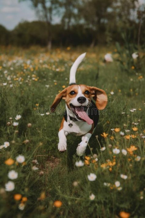 A dog running through a field of flowers. Generative AI image. royalty free stock image Flower Dog, Dog In Flowers, Dogs And Flowers, Running In Flower Field, Dog Holding Flowers, Dog In Field, Dog In A Flower Field, Dogs Running In Field, Horse In Sunflower Field