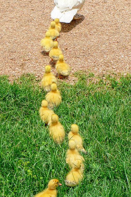 Baby Ducks Fall in Line by Blue Eyes and Bluebonnets on Flickr. "Baby ducks heading for the pond. We had to stop traffic both ways on a busy street so they could cross to the pond." Swans, Baby Ducks, Haiwan Peliharaan, Bird Photography, Sweet Animals, Mellow Yellow, The Grass, Animal Photo, 귀여운 동물