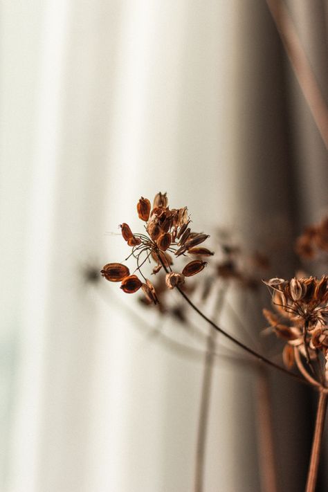 Dried Flowers Aesthetic, Earth Tones Aesthetic, Best Photo Albums, Instagram Frame Template, Instagram Frame, Frame Template, Blurred Background, Beige Aesthetic, Brown Aesthetic