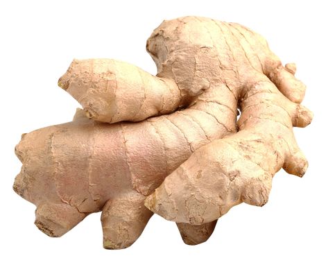 Ginger Roots, Growing Ginger, Tattoo Plant, Ginger Plant, Growing Garlic, Ginger Oil, Asian Grocery, Ginger Root, Ayurveda