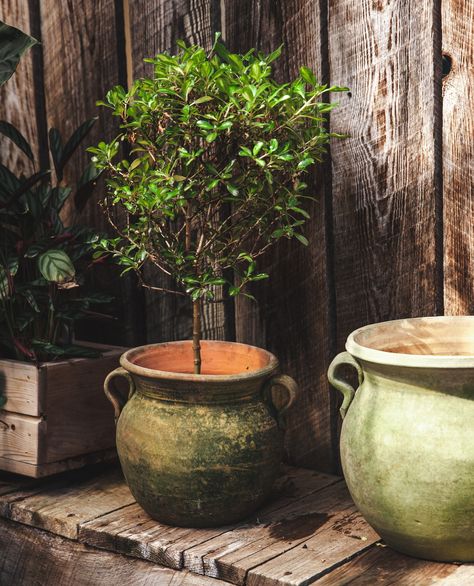 Terracotta planters, crafted from clay and baked to perfection, offer a timeless and natural touch to your gardening endeavors. 🪴⁠ ⁠ With their earthy tones and porous texture, they provide excellent breathability and drainage for plants, ensuring their roots stay healthy and happy. Whether displayed on a patio, balcony, or in a lush garden, terracotta planters bring a touch of warmth and charm to any space! 🌿 Modern Terra Cotta Pots, Terracotta Garden Pots, Ceramic Functional, Pottery Plant Pots, Aged Terracotta, Terra Cotta Pots Garden, Terracotta Garden, Garden Inspo, Farmhouse Pottery